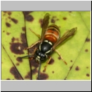 Vespula rufa - Rote Wespe 05.jpg